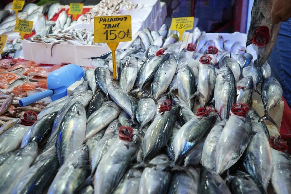 Karadeniz'de Sezonun İlk Gününde Bol Palamut ve Yüksek Fiyatlar