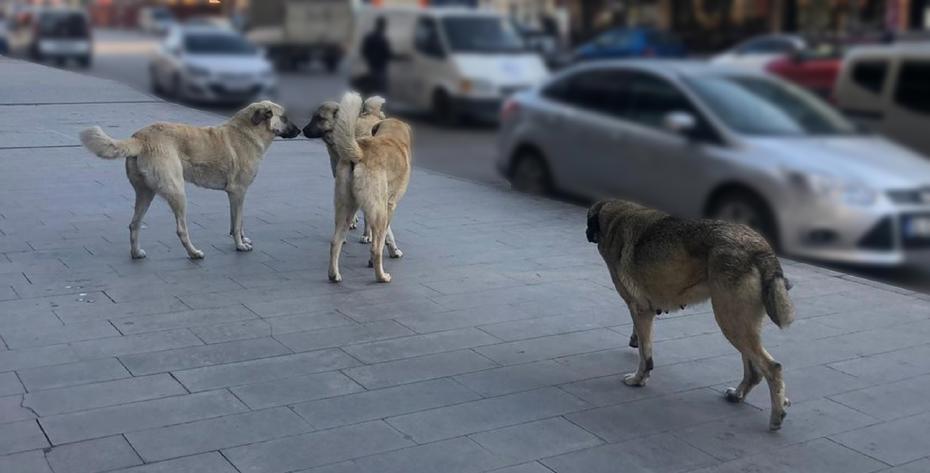 Türkiye'nin 81 İlinde Sahipsiz Hayvanlar İçin Kapsamlı Denetimler Başladı