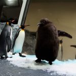 Video. Dev penguen pestosu Melbourne Akvaryumu'nun kalbini kazandı