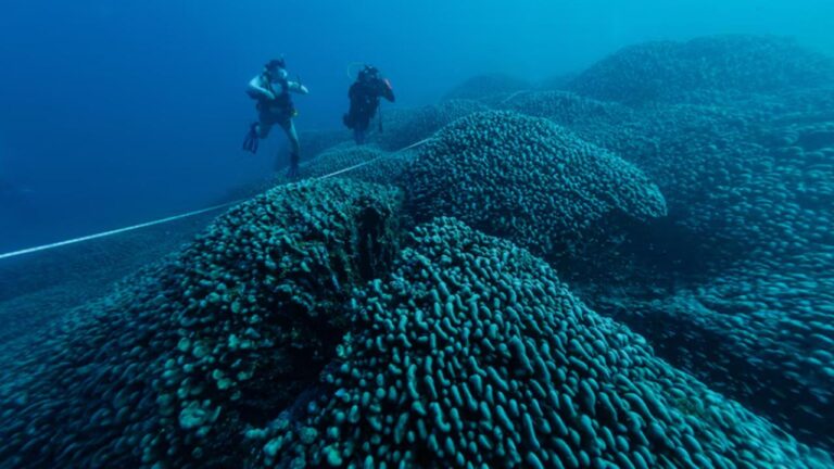 Pasifik Okyanusu’nda dünyanın en büyük mercan kolonisi keşfedildi