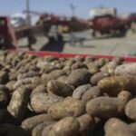 Dokuz Milyon: Patates Tarihi: Domates Hibriti