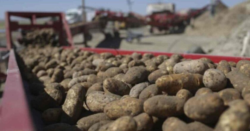 Dokuz Milyon: Patates Tarihi: Domates Hibriti