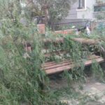 İzmir'deki devrilmiş ağacın altında iki kişi yaralandı